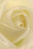 This evocative close-up draws you into the gentle heart of a cream-white rose, where elegantly spiraled petals seem to cradle the soft Oxford light. Their velvety texture glows with just a hint of morning luminescence, reminiscent of peaceful riverside walks along the Isis. The subtle interplay of ivory shades and faint shadows imbues the bloom with an air of quiet drama, making it an emblem of reverence and hope. As an Oxford florist, I see this rose as the perfect tribute for sympathy, respect, or to mark new beginnings-its presence both tender and strong, like the city itself. A sweet, understated fragrance drifts from its core, filling the air with comfort and a legacy of heartfelt storytelling. The photograph conveys not only the beauty of the rose, but the artistry and sentiment that elevate every thoughtful arrangement crafted locally for meaningful occasions throughout Oxford.